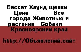 Бассет Хаунд щенки › Цена ­ 20 000 - Все города Животные и растения » Собаки   . Красноярский край